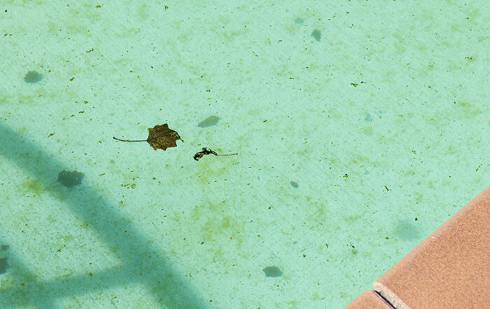 ¿Por qué está verde el agua de mi piscina?