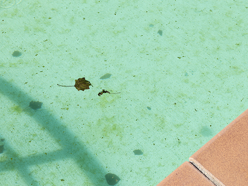 ¿Por qué está verde el agua de mi piscina?