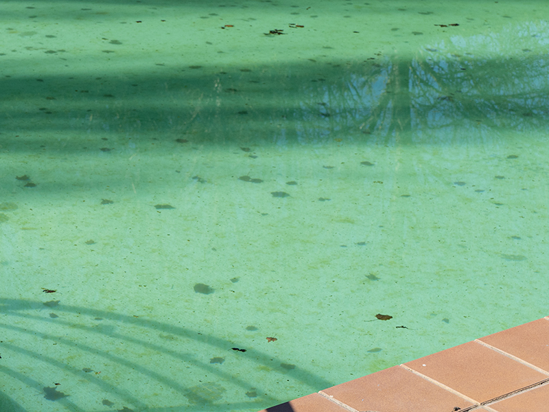 Qué son los alguicidas y cómo utilizarlos en la piscina
